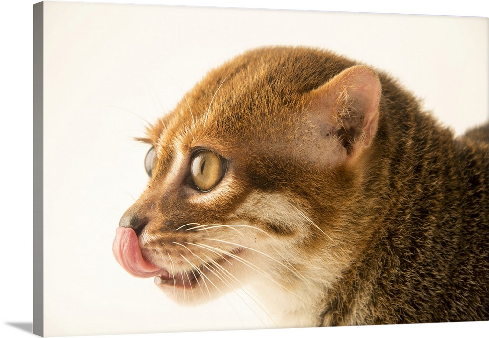 An endangered flat-headed cat (Prionailurus planiceps) at the Taiping Zoo.