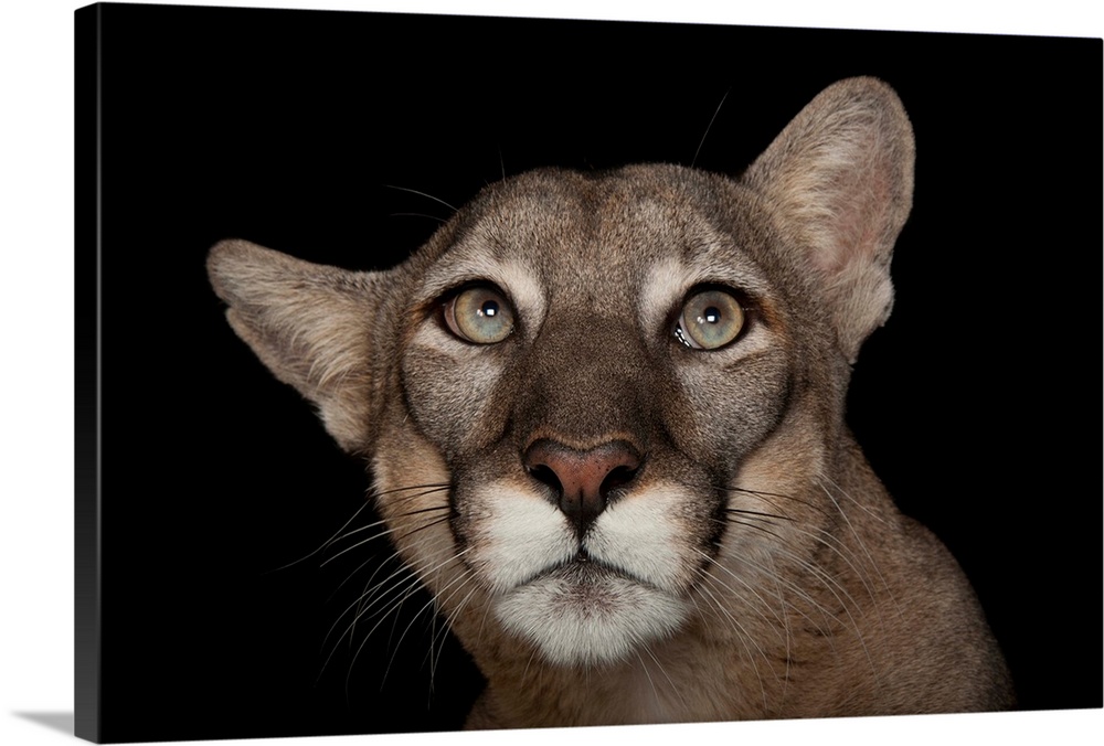 An endangered Florida panther, Puma concolor coryi.