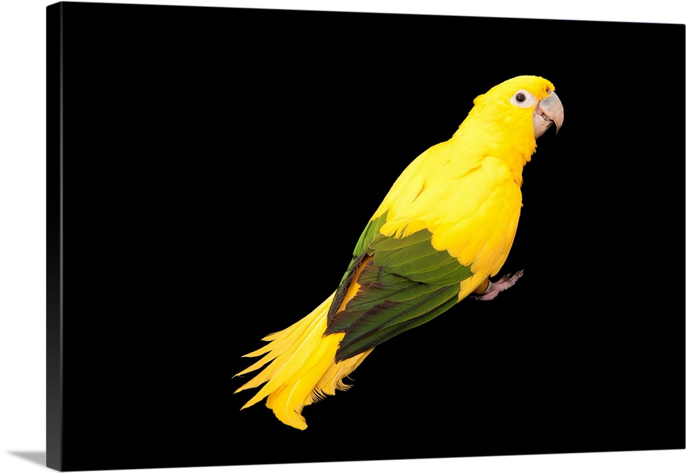 An endangered golden parakeet, Guaruba guarouba, at the Houston Zoo.