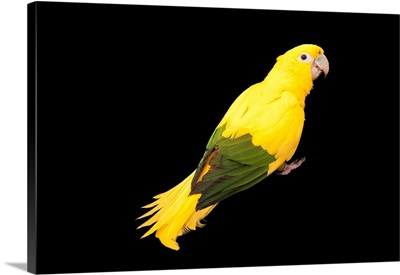 An endangered golden parakeet, Guaruba guarouba, at the Houston Zoo
