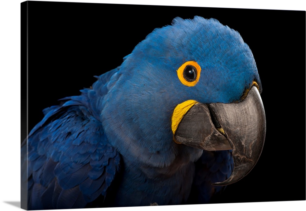 An endangered hyacinth macaw, Anodorhynchus hyacinthinus, at the Fort Worth Zoo.