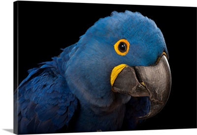 An endangered hyacinth macaw, Anodorhynchus hyacinthinus, at the Fort Worth Zoo
