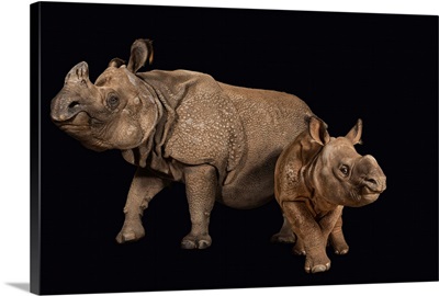 An endangered Indian rhinoceros female with calf at the Fort Worth Zoo
