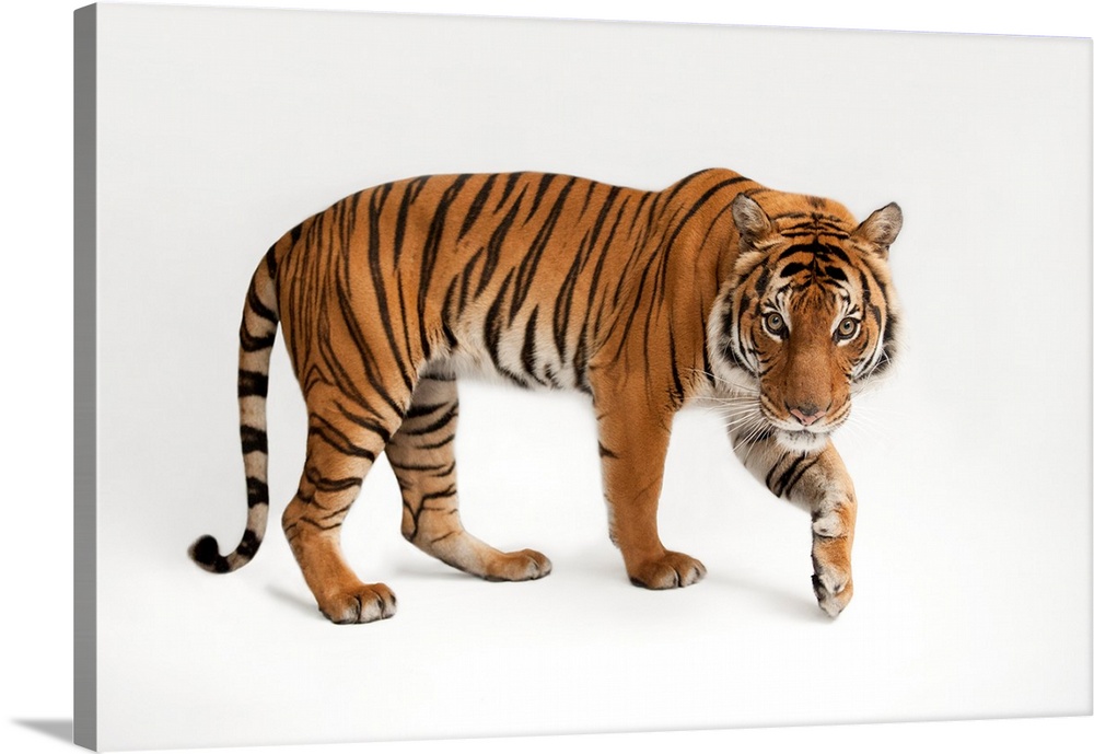 An endangered Malayan tiger, Panthera tigris jacksoni, at the Omaha Zoo.