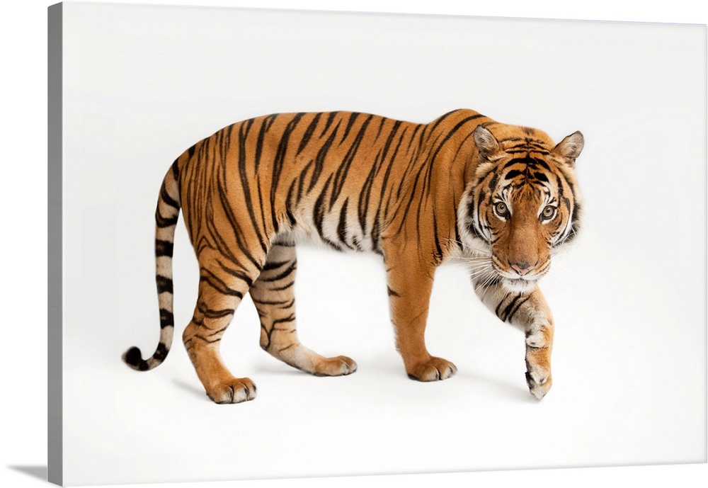 An endangered Malayan tiger (Panthera tigris jacksoni) at Omaha's Henry Doorly Zoo and Aquarium.
