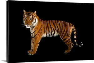 An endangered Malayan tiger, Panthera tigris jacksoni image thumbnail