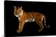 image thumbnail of An endangered Malayan tiger, Panthera tigris jacksoni.