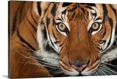 An endangered Malayan tiger, Panthera tigris jacksoni