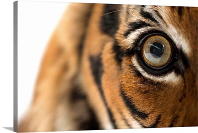 An endangered Malayan tiger, Panthera tigris jacksoni