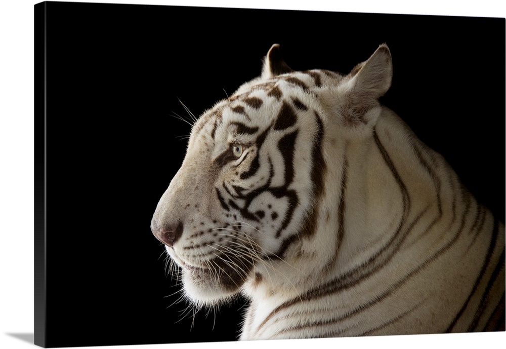 An endangered male, white Bengal tiger (Panthera tigris tigris) named Rajah, at the Alabama Gulf Coast Zoo.