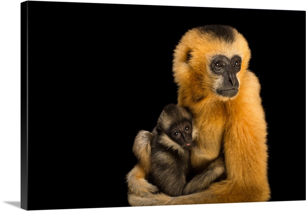 A critically endangered Northern white cheeked gibbon with her baby at the Gibbon Conservation Center
