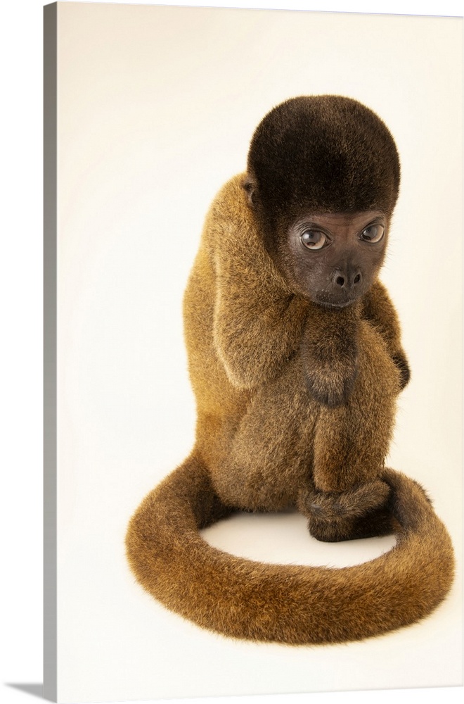 Monkey See Monkey Brew - Monkey Variant - Vivia Print