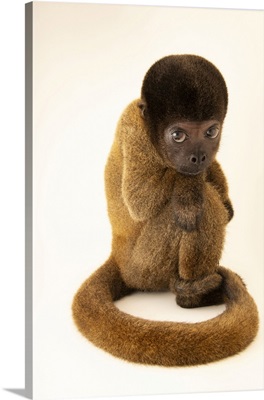 An Endangered Peruvian Woolly Monkey At Cetas-IBAMA, Manaus, Brazil