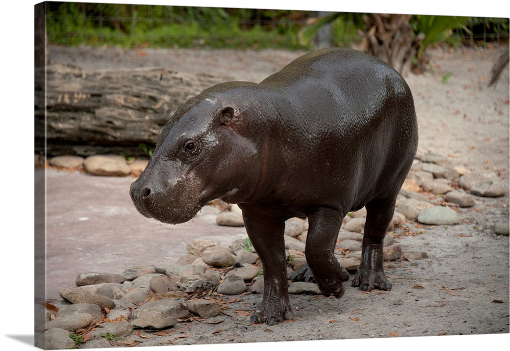 Pygmy hippo at Tampa's Lowry Park Zoo.