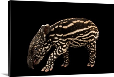 An endangered six-day-old Malayan tapir, at the Minnesota Zoo