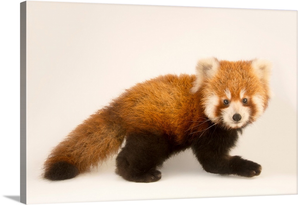 An endangered six month old red panda, Ailurus fulgens, at the Virginia Zoo.
