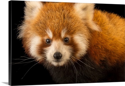 An endangered six month old red panda, Ailurus fulgens, at the Virginia Zoo