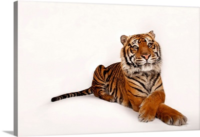 An endangered Sumatran tiger, at the Miller Park Zoo