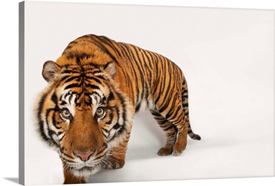 An endangered Sumatran tiger, at the Miller Park Zoo