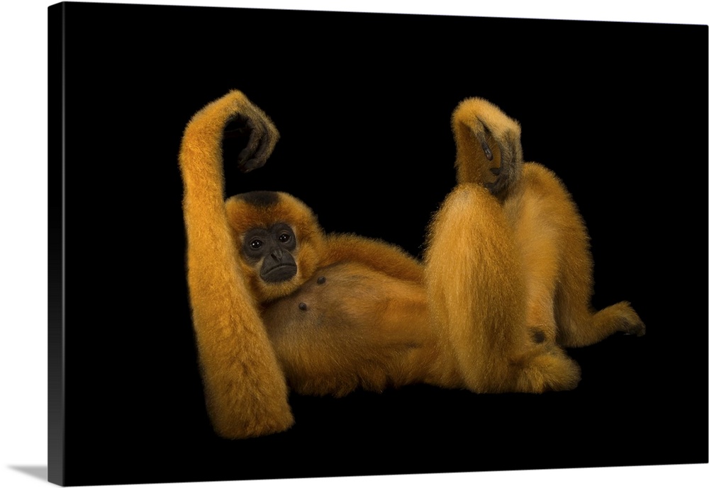 An endangered yellow-cheeked gibbon (Nomascus gabriellae) at the Endangered Primate Rescue Center in Cuc Phuong National P...