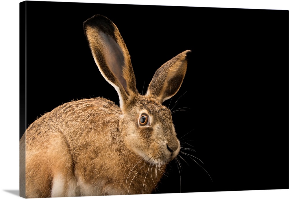 An Iberian hare, Lepus granatensis granatensis, at the University of Porto, Portugal.