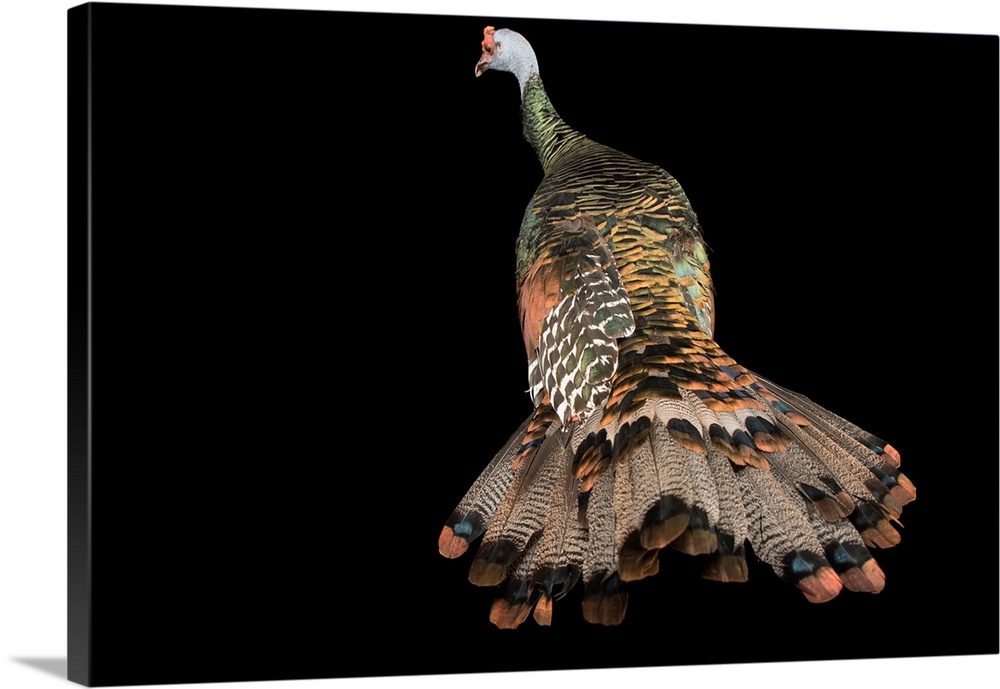 An ocellated turkey, Meleagris ocellata, at the Dallas World Aquarium.