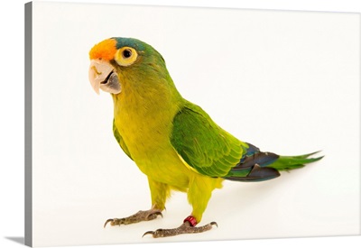 An orange fronted parakeet from a private collection