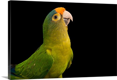 An orange fronted parakeet from a private collection