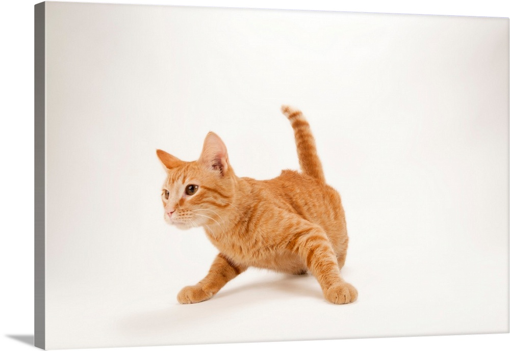 A studio portrait of Daniel Tosh, the orange tabby cat.