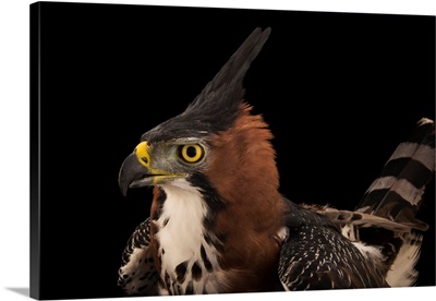An Ornate Hawk Eagle At SIA, The Comanche Nation Ethno-Ornithological Initiative