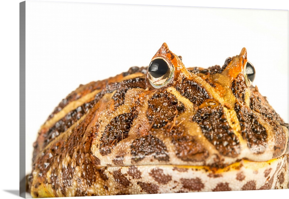 An ornate pacman frog, Ceratophrys ornata, at the Lincoln Children's Zoo.