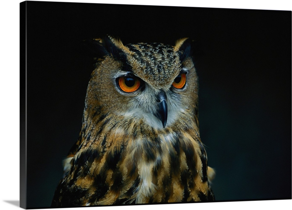 African eagle owls are among the 200 species of wild animals from accredited an imal parks and zoos around the U.S., seen ...