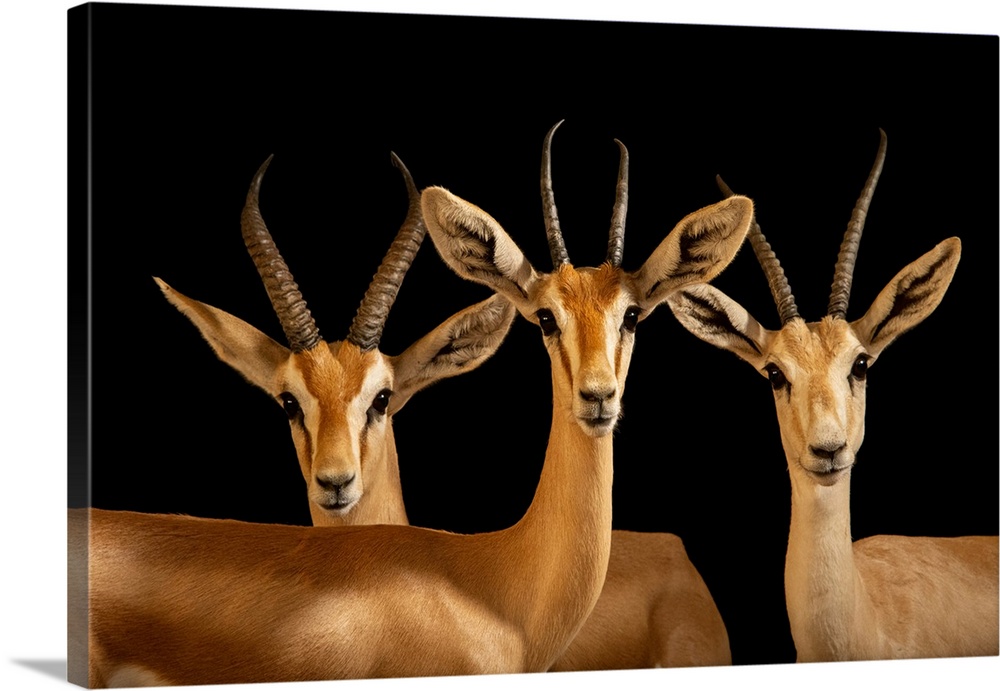 Arabian sand gazelle (Gazella marica), Arabian mountain gazelles (Gazella gazella cora) and Arabian gazelle (Gazella arabi...