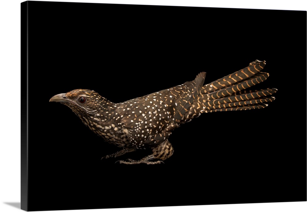 Asian koel, Eudynamys scolopaceus chinensis, at Angkor Center for Conservation of Biodiversity.