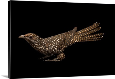 Asian koel at Angkor Center for Conservation of Biodiversity