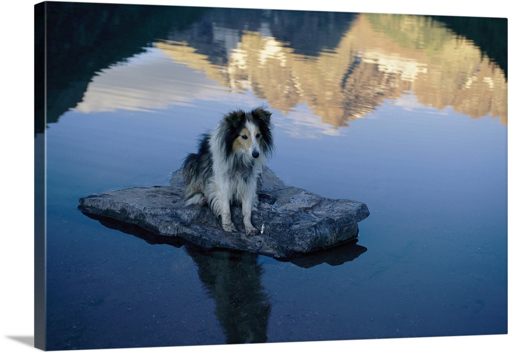 A collie perches itself on a rock in the middle of a glassy lake. Aspen's magestic Maroon Bells reflect in the water.