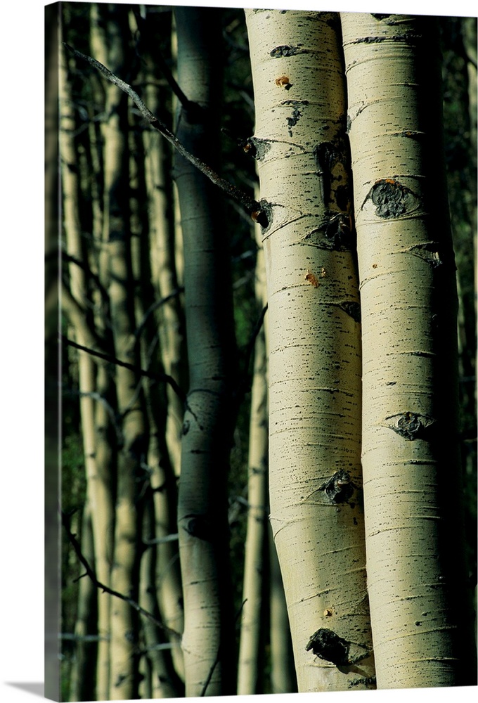 The trunks of two aspen trees are photographed closely with more trees pictured softly out of focus in the background.