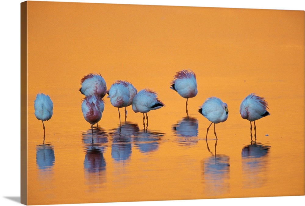 A flock of flamingos roost in a seasonal high-altitude lake.