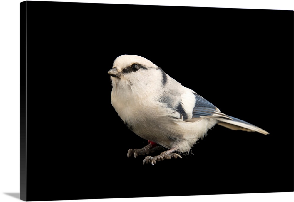 Azure tit, Parus cyanus cyanus, from ural mountains, at the Plzen Zoo.