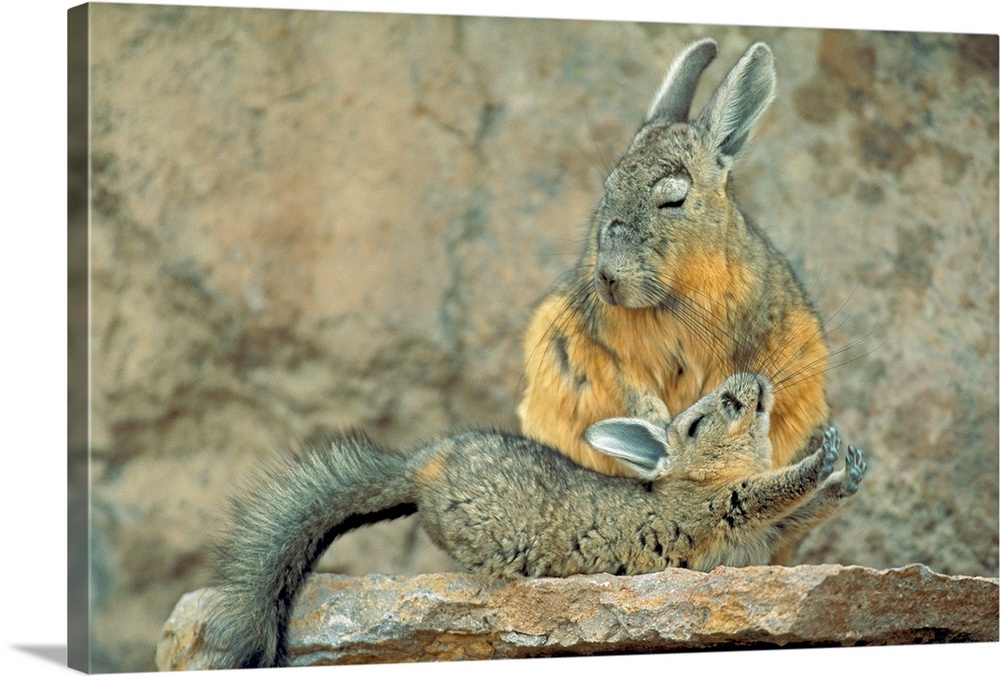 A small viscacha extends itself in front of a larger viscacha as they both stand atop a stone ledge.