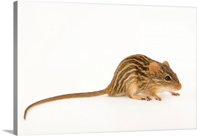 Barbary Striped Grass Mouse, Lemniscomys Barbarus, At The Budapest Zoo