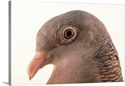 Bare Eyed Pigeon, Patagioenas Corensis, At The National Aviary Of Colombia