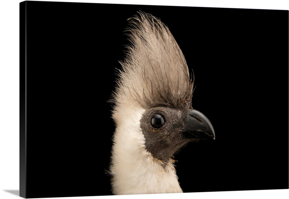 Bare faced go-away-bird, Corythaixoides personata leopoldi.