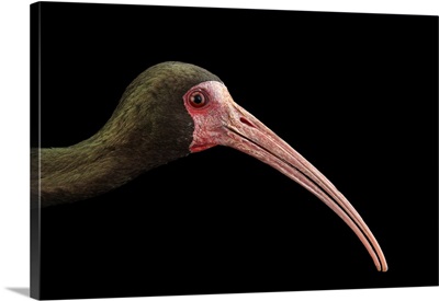 Bare Faced Ibis, Phimosus Infuscatus, At The National Aviary Of Colombia
