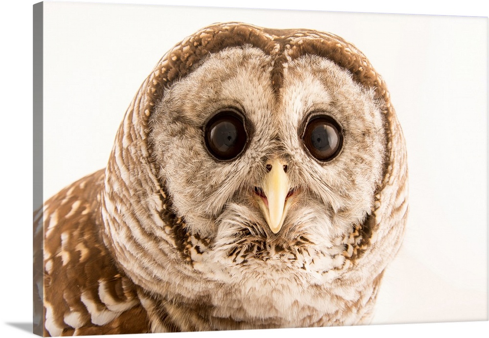 Barred owl, Strix varia, from Florida Wildlife Care.