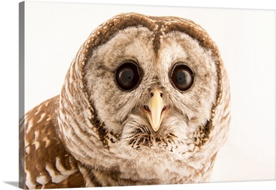 Barred owl, Strix varia, from Florida Wildlife Care