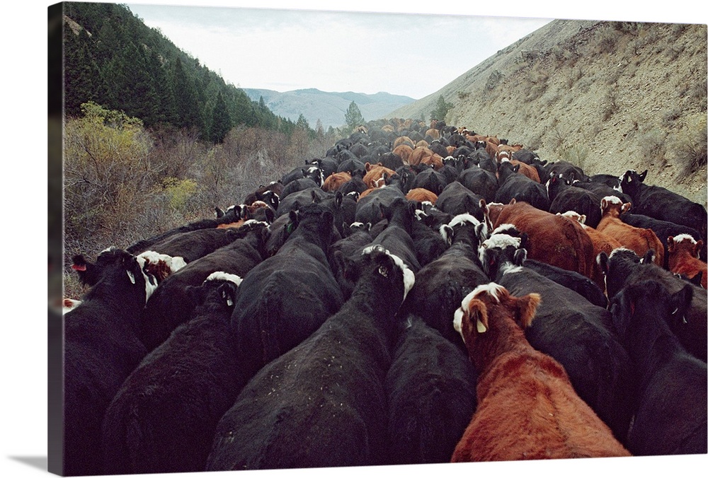 Cattle travel from the Continental Divide, where the herd grazed all summer, to the Lemhi Valley, where it will feed on ha...