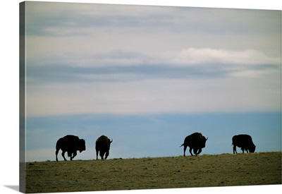 Bison graze on the prairie at Twin Pine Ranch