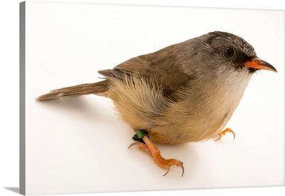 Black chinned yuhina, Yuhina nigrimenta, from a private collection