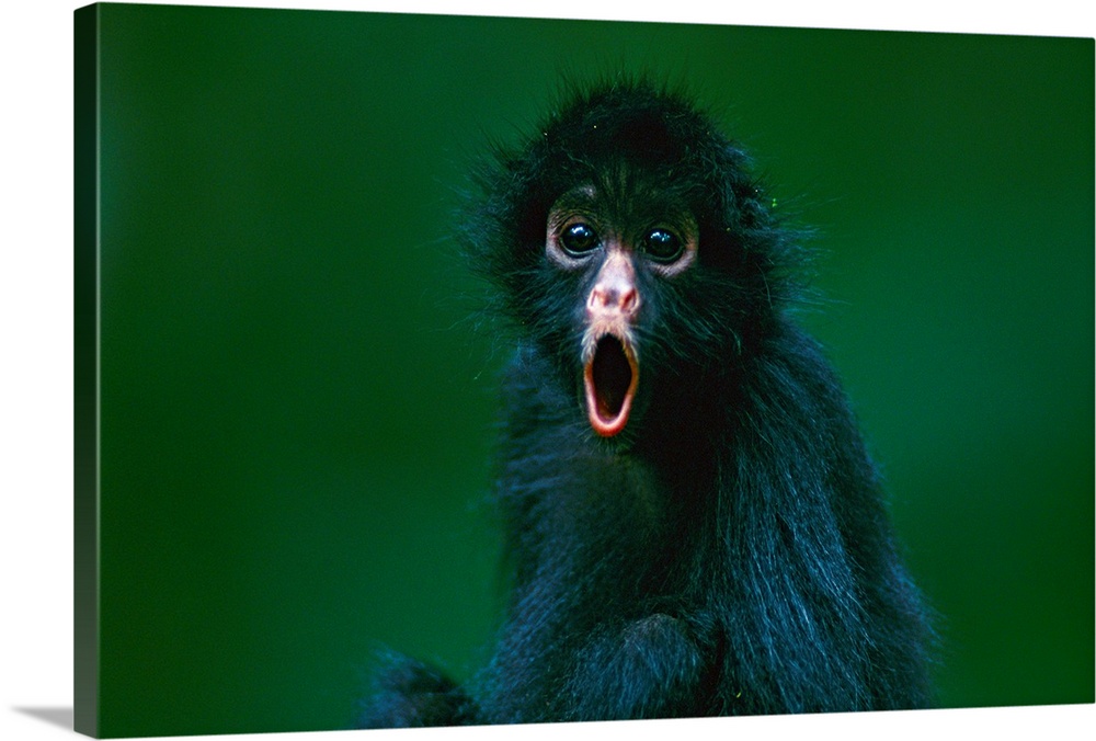 Black-faced spider monkey, Madidi National Park, Bolivia